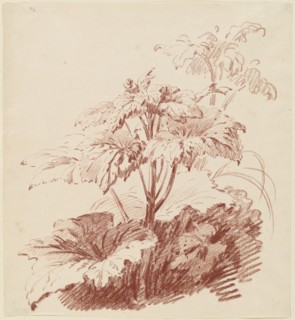 Flowering Plant with Buds, mid 1760s. Creator: Jean Baptiste Marie Huet.