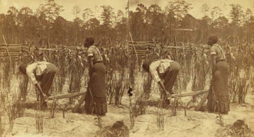 Ploughing rice. [Plowing rice], (1868-1900?). Creator: O. Pierre Havens.