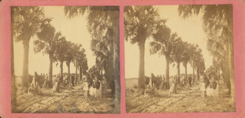 Palmetto Avenue, Fort George, Fla. [No. 13], c1850-c1930. Creator: Unknown.