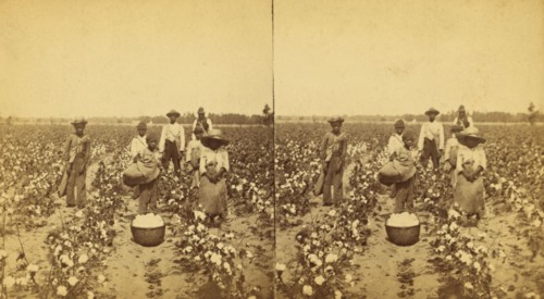 Picking cotton, group posing in the field, (1868-1900?). Creator: J. N. Wilson.