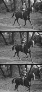 Rothbart, Albert, Mr., on horseback, between 1920 and 1935. Creator: Arnold Genthe.
