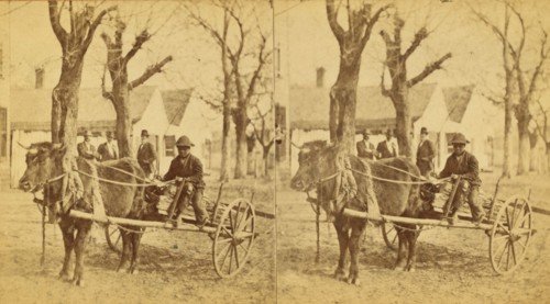 Lightwood Boy, [Boy in an oxcart loaded with kindling], (1868-1900?). Creator: Unknown.