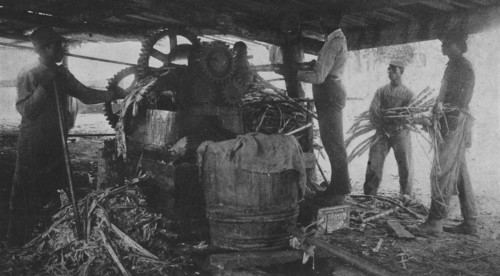 Grinding sugar-cane at the school's sugar-hill, 1904. Creator: Frances Benjamin Johnston.