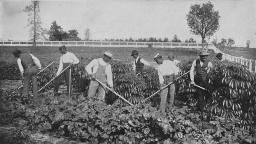 Cultivating a patch of cassava on the agricultural experiment plot, 1904. Creator: Frances Benjamin Johnston.