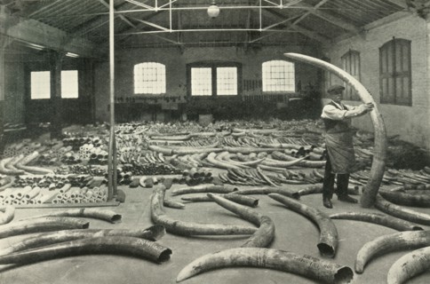 In the Warehouses of the P.L.A. with their Accommodation for a Million Tons - Ivory Show Floor..., Creator: Unknown.