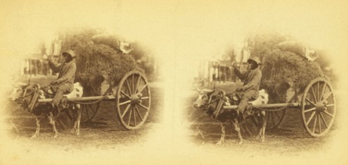 15th Amendment bringing his crop to town. [Man on an oxcart loaded with hay], (1868-1900?). Creator: O. Pierre Havens.
