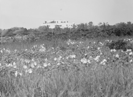 House and grounds of "The Shallows," property of Lucien Hamilton Tyng, Southampton, Long Island, 193 Creator: Arnold Genthe.