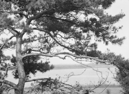 Tree and water view at "The Shallows," property of Lucien Hamilton Tyng, Southampton, Long Island, 1 Creator: Arnold Genthe.