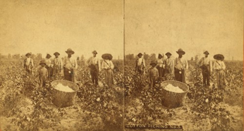 Cotton picking no. 3. [Group posing in the field with bale of cotton in foreground], (1868-1900?). Creator: O. Pierre Havens.