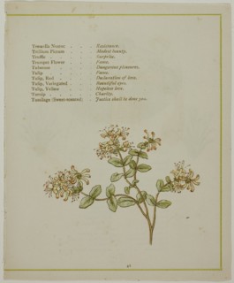 Valerian Through Volkamenia, from The Illuminated Language of Flowers, published 1884. Creators: Edmund Evans, Catherine Greenaway.