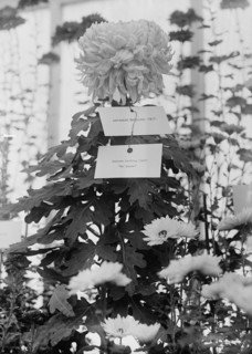 Department of Agriculture Chrysanthemum Show, 1917. Creator: Harris & Ewing.
