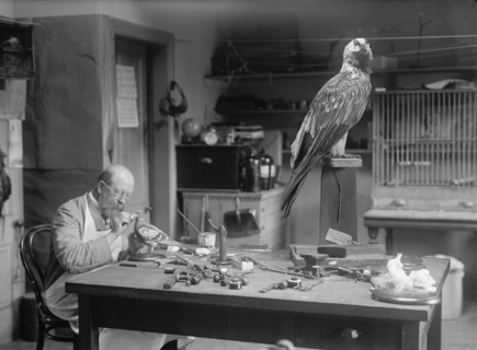 N.R. Wood of Smithsonian Institution - Mounting Birds, 1916. Creator: Unknown.