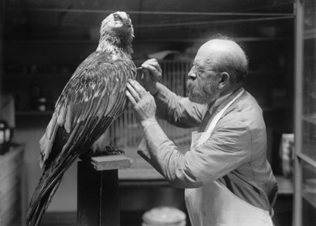 N.R. Wood of Smithsonian Institution - Mounting Birds, 1916. Creator: Unknown.