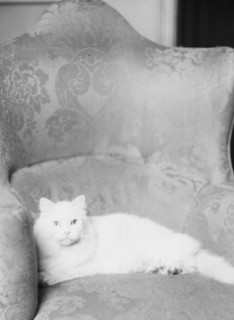 Schermerhorn cat, portrait photograph, 1928 Dec. 3. Creator: Arnold Genthe.