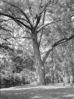 Rothbart, Albert, Mr., grounds, between 1920 and 1935. Creator: Arnold Genthe.