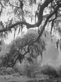 Spanish moss, New Orleans, between 1920 and 1926. Creator: Arnold Genthe.
