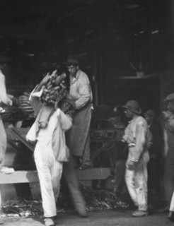Unloading bananas, New Orleans, between 1920 and 1926. Creator: Arnold Genthe.