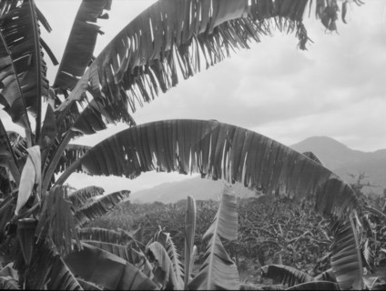 Travel views of Cuba and Guatemala, between 1899 and 1926. Creator: Arnold Genthe.