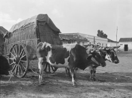 Travel views of Cuba and Guatemala, between 1899 and 1926. Creator: Arnold Genthe.