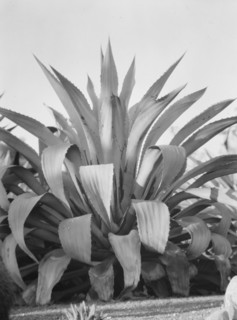 Travel views of the American Southwest, between 1899 and 1928. Creator: Arnold Genthe.
