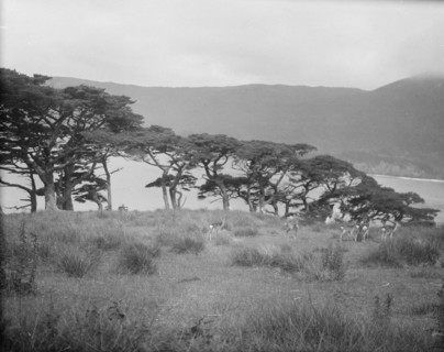 Travel views of Japan and Korea, 1908. Creator: Arnold Genthe.
