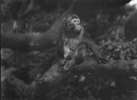 Travel views of Japan and Korea, 1908. Creator: Arnold Genthe.