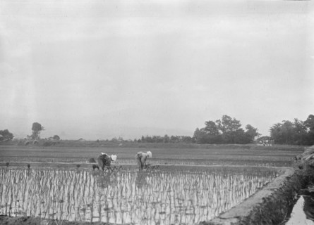 Travel views of Japan and Korea, 1908. Creator: Arnold Genthe.