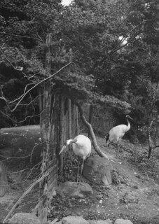 Travel views of Japan and Korea, 1908. Creator: Arnold Genthe.