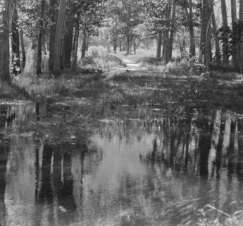 Travel views of Yosemite National Park, between 1903 and 1906. Creator: Arnold Genthe.