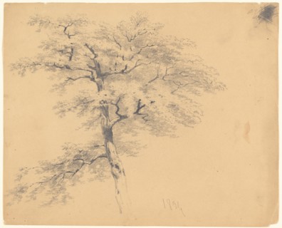 Tree, 1839. Creator: James Goodwyn Clonney.