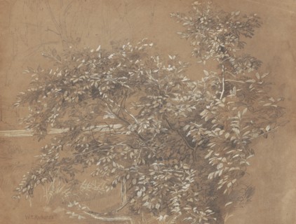 Foliage, late 19th century. Creator: William Trost Richards.