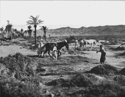 ''Battage du ble dans les Ziban; Afrique du nord', 1914. Creator: Unknown.
