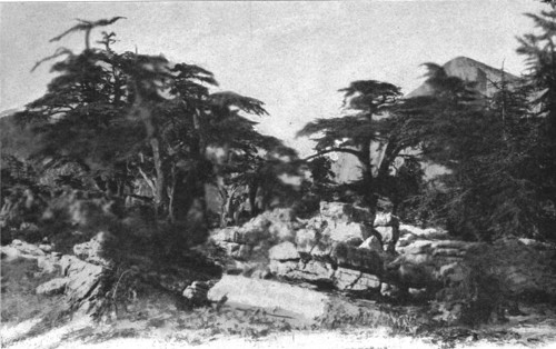 ''Foret de cedres; Afrique du nord', 1914. Creator: Jules Gervais-Courtellemont.