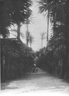 ''Un coin du jardin public d'Alger; Afrique du nord', 1914. Creator: Charles Chusseau-Flaviens.