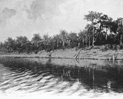 ''Palmiers a huile (Bords du Mono); L'Ouest Africain', 1914. Creator: Unknown.