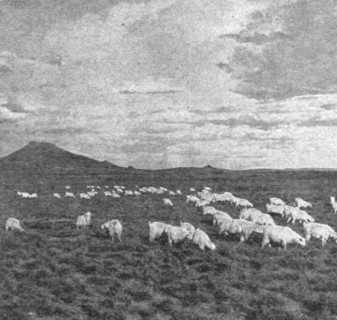 ''Un aspect du Haut Veld; Afrique Australe', 1914. Creator: Unknown.