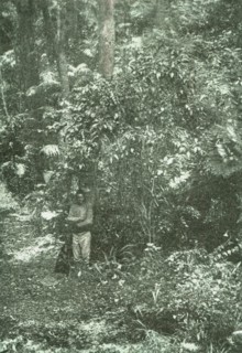 ''Un coin de brousse (bush) dans Natal; Afrique Australe', 1914. Creator: Unknown.