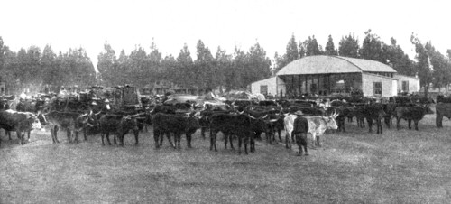 ''Un marche aux boeufs au Transvaal; Afrique Australe', 1914. Creator: Unknown.