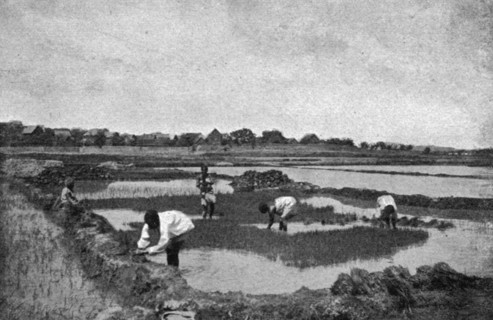 ''Une riziere a Madagascar; Iles Africaines de la mer des Indes', 1914. Creator: Unknown.
