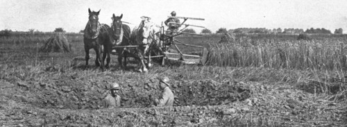 'Contrastes sur le front de la Somme; La moisson derriere le champ de bataille', 1916 Creator: Unknown.