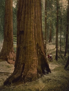 Mariposa Grove of big trees. "Three graces", ca 1900. Creator: Unknown.