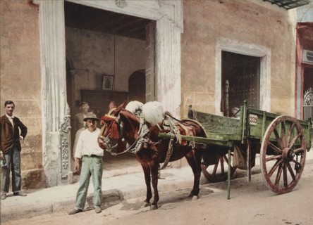 Un Mulo de la Habana, c1900. Creator: William H. Jackson.