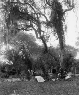 Garden near Daytona, between 1880 and 1897. Creator: William H. Jackson.