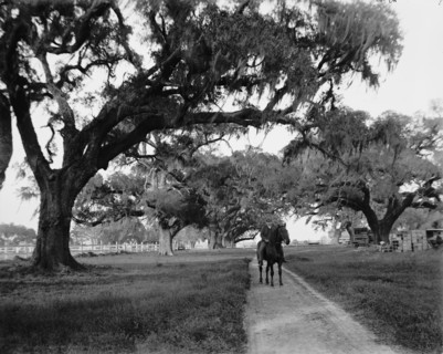 Oak avenue at Ashley Hall, Charleston, S.C., between 1900 and 1906. Creator: William H. Jackson.