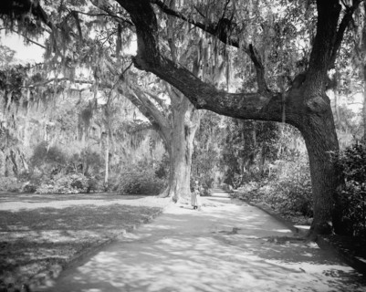 Magnolia on the Ashley, (Magnolia Gardens), Magnolia Ave., Runnymede P.O., S.C., c.1900-1906. Creator: William H. Jackson.