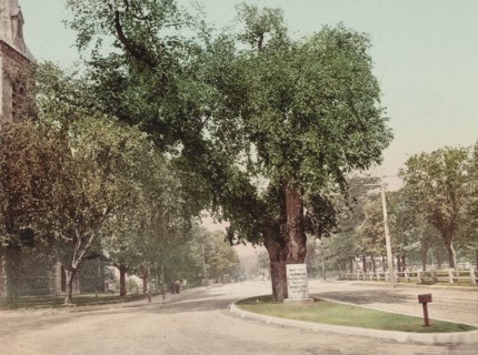 The Washington Elm, Cambridge, c1899. Creator: Unknown.