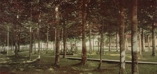 The Grove at Bay View, Michigan, c1901. Creator: Unknown.
