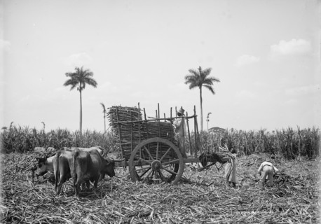 Gathering cane on a Cuban sugar plantation, between 1900 and 1906. Creator: Unknown.