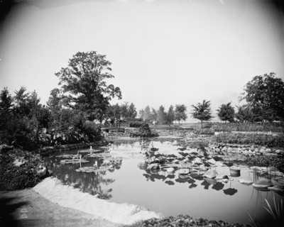 Lily Pond, Belle Isle Park, Detroit, between 1900 and 1906. Creator: Unknown.