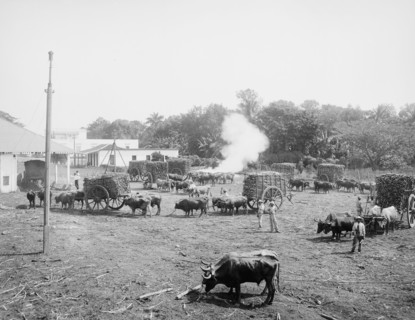 Weighing sugar cane before unloading at the mill, c1904. Creator: Unknown.
